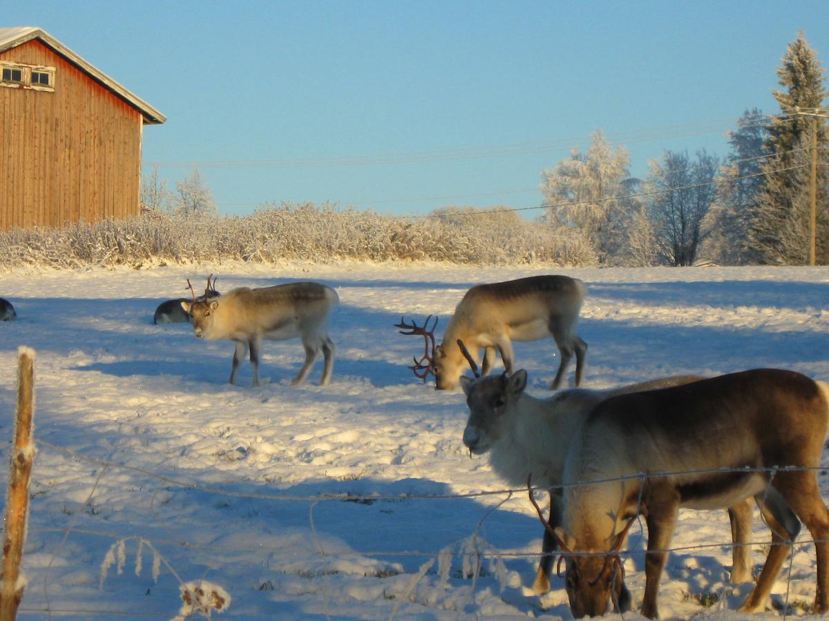 Kierinki Village Majatalo Екстер'єр фото